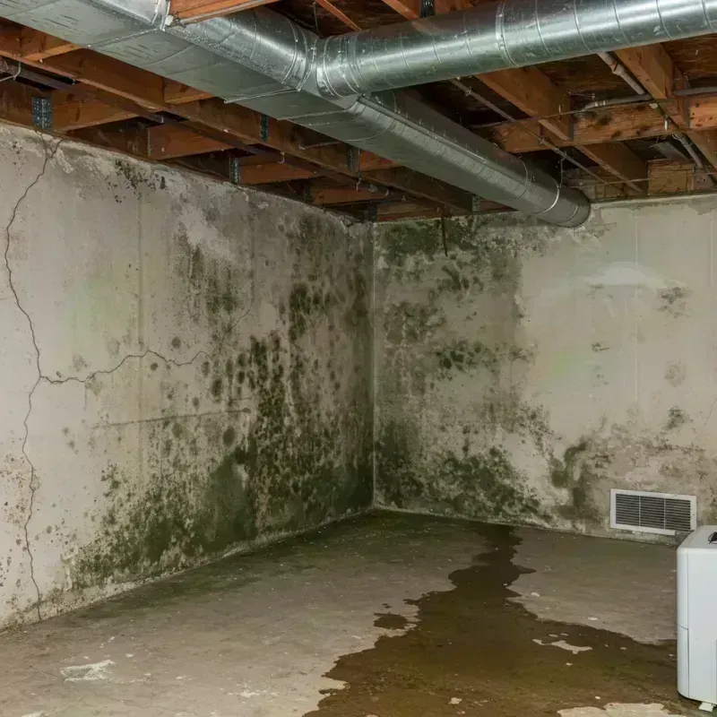 Professional Mold Removal in Mount Prospect, IL